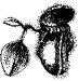 Pitcher Plant