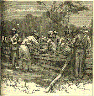 Engraving of graziers and sheep