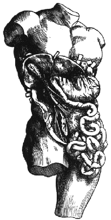 [HMM Body&Guts - 24 K]